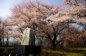 舞鶴山桜