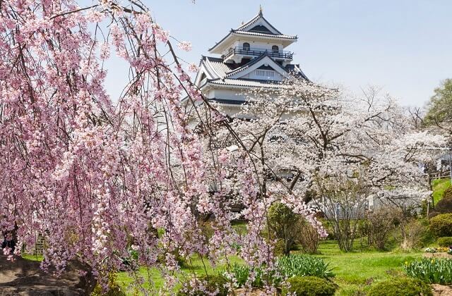 上山城の桜