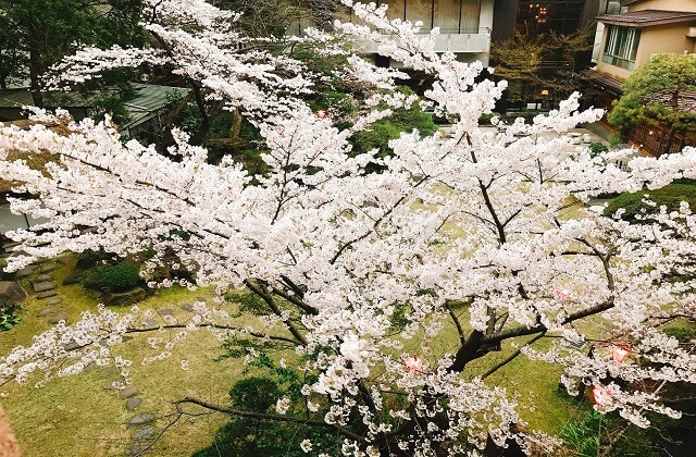 滝の湯庭園桜