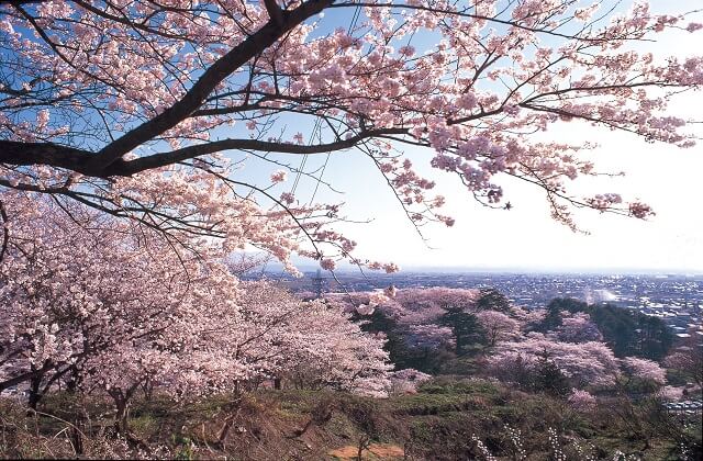 鳥帽子公園の桜