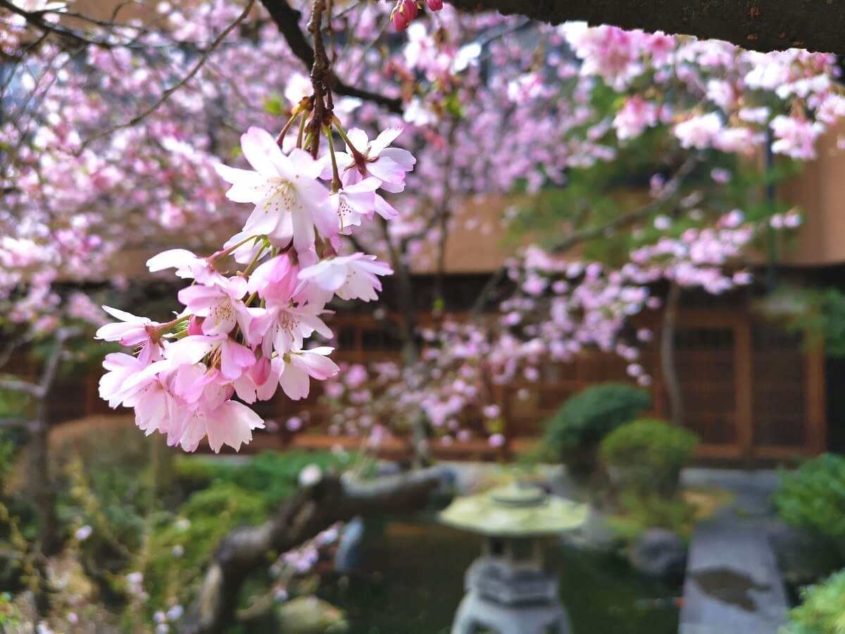 滝の湯庭園の四季桜が一足先に開花