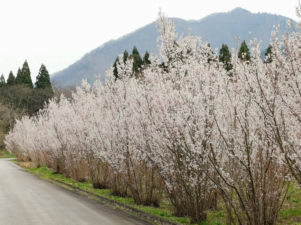山形が出荷量日本一の≪啓翁桜≫を一望