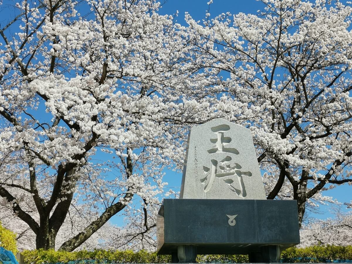 舞鶴山の桜も満開に！