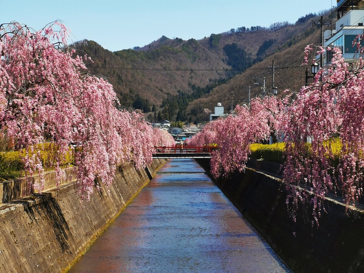 倉津川のしだれ桜の状況